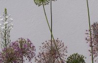 Allium